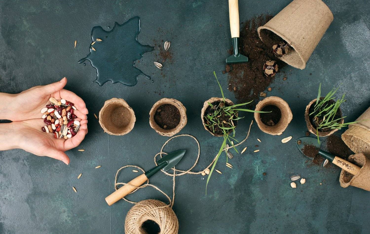 , Динеева Анна