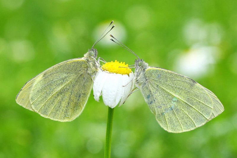 butterflies,of,cyprus,macro,nature,large white Symmetry фото превью