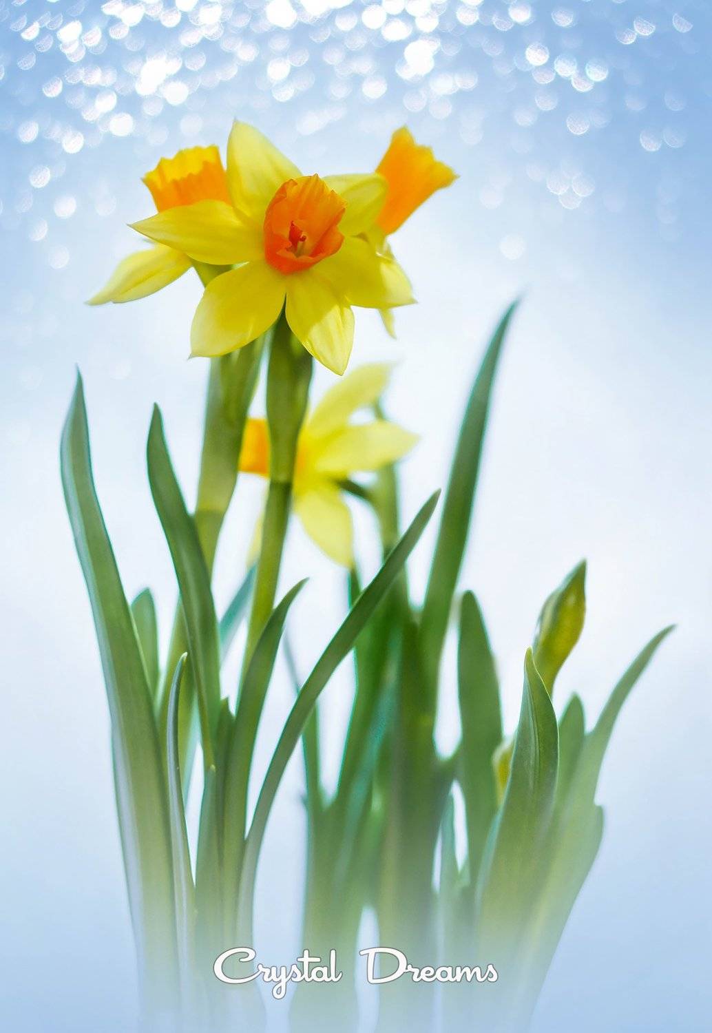 crystal dreams, Татьяна Крылова