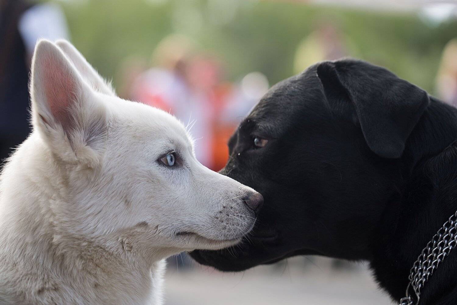 собаки, животные, выставка собак, Евгений Толкачёв