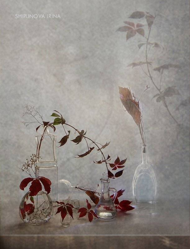 дикий девичий виноград стекло сухоцвет, Шипунова Ирина