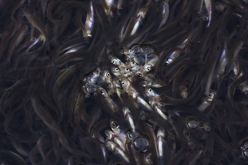 , Иваненко Светлана