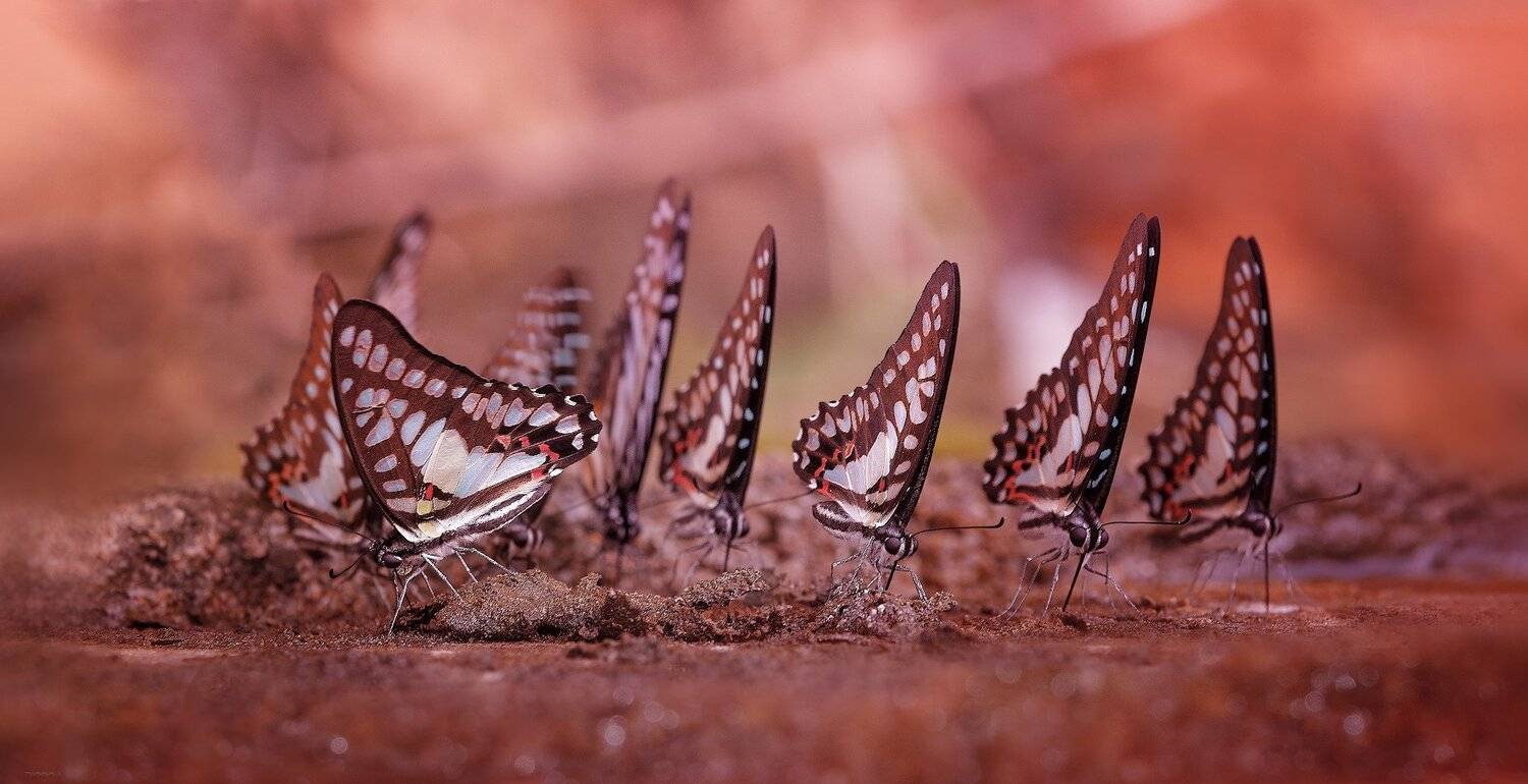 природа, бабочки, макро, таиланд, Дмитрий Посевич