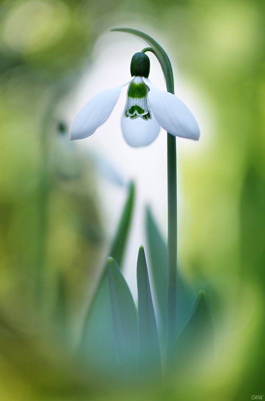 annunciation, flower, flowers, green, macro, nature, photography, snowdrop, spring, springtime, white, White Annunciation фото превью