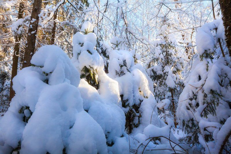 печерск, лес,могилев, беларусь По пояс в снегу фото превью