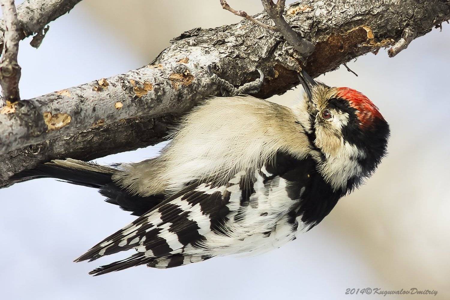 , Дмитрий Кугувалов