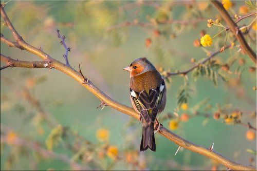Зяблик зябнет в феврале