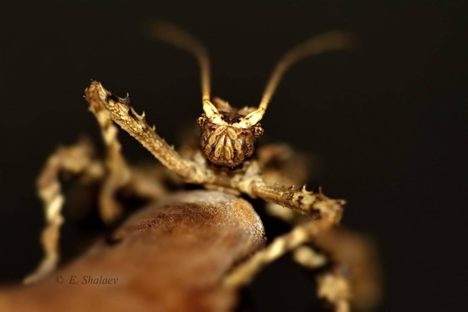колючий палочник,палочник,aretaon asperrimus,насекомые, Евгений