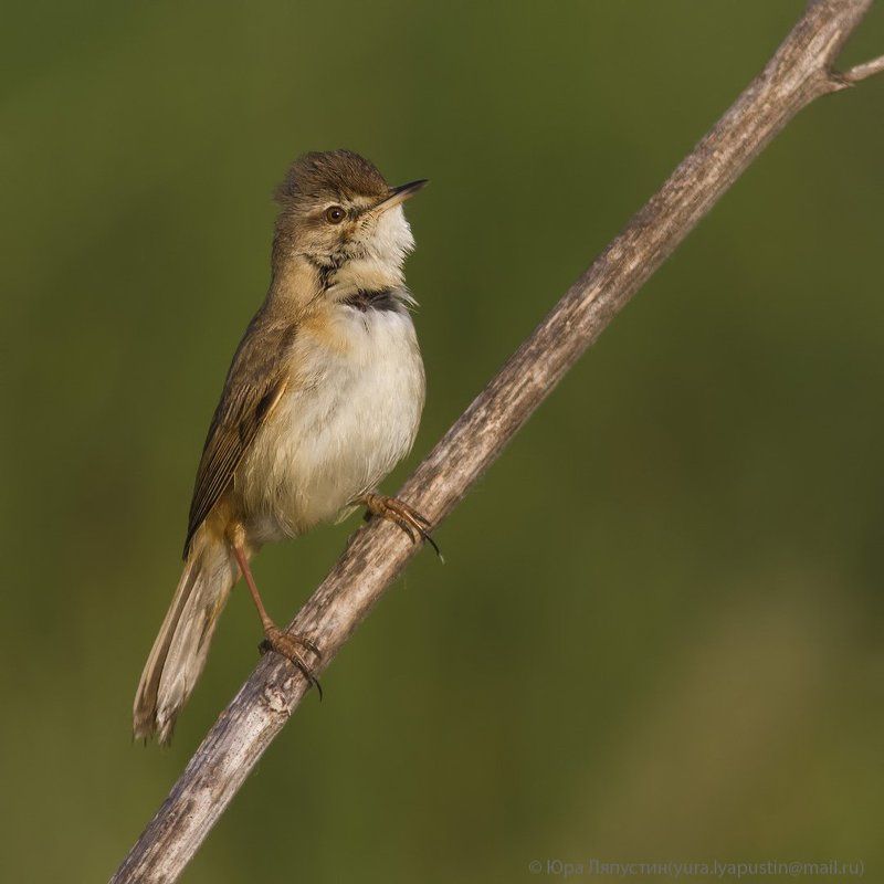 камышевка, *** фото превью