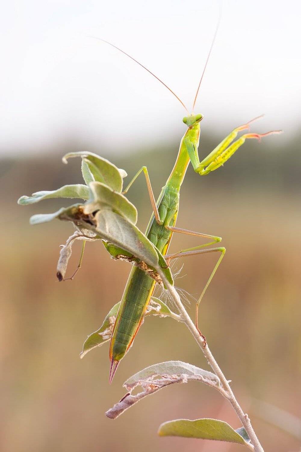 , Кузнецов Дмитрий