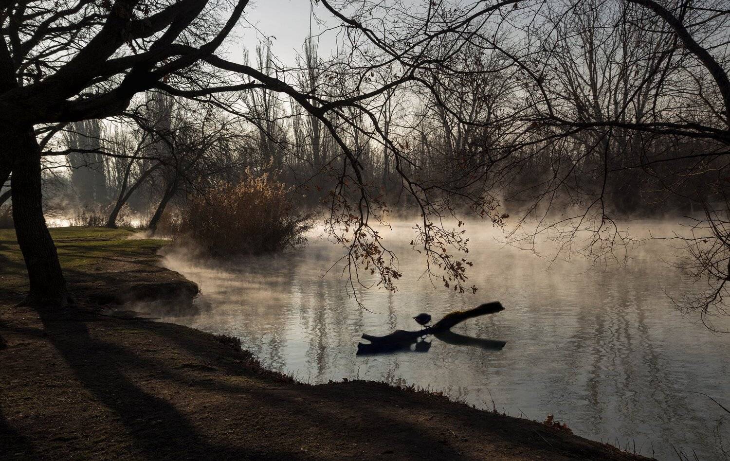 водяная, курочка, Алексей Рыльский