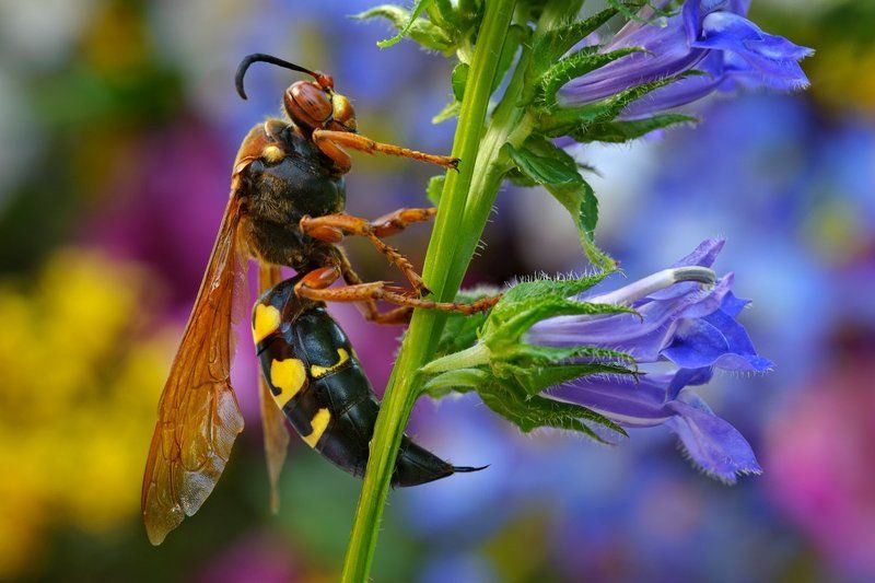 Cicada Killer фото превью