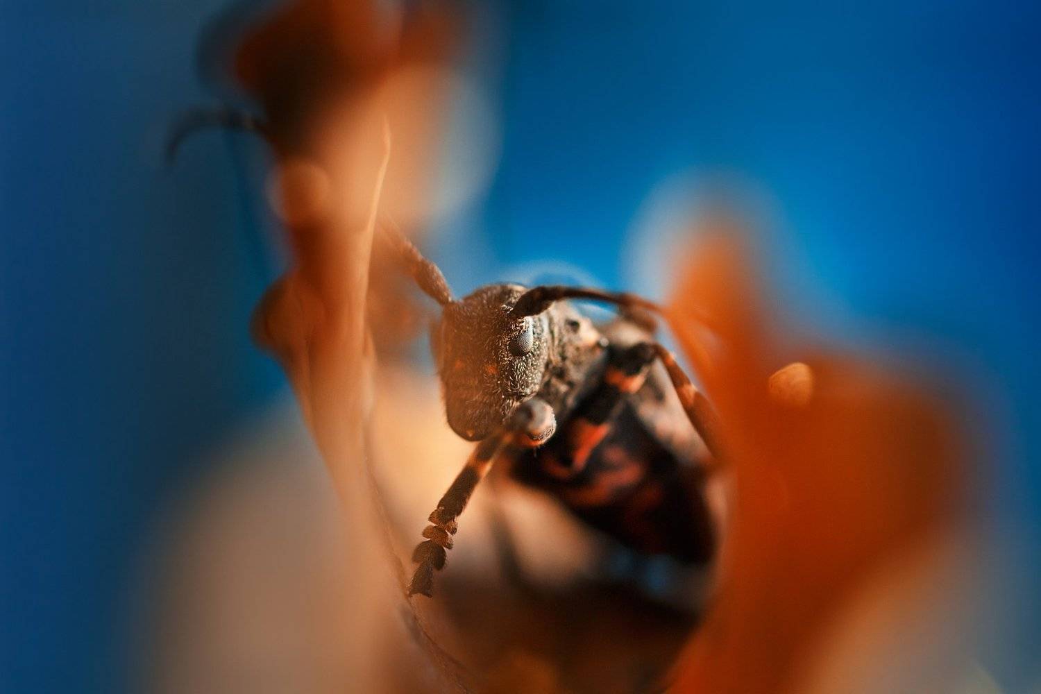 , Тамара Морозова