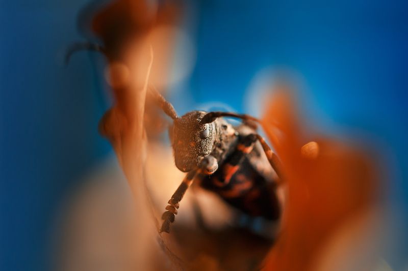 Осенний жук.. фото превью