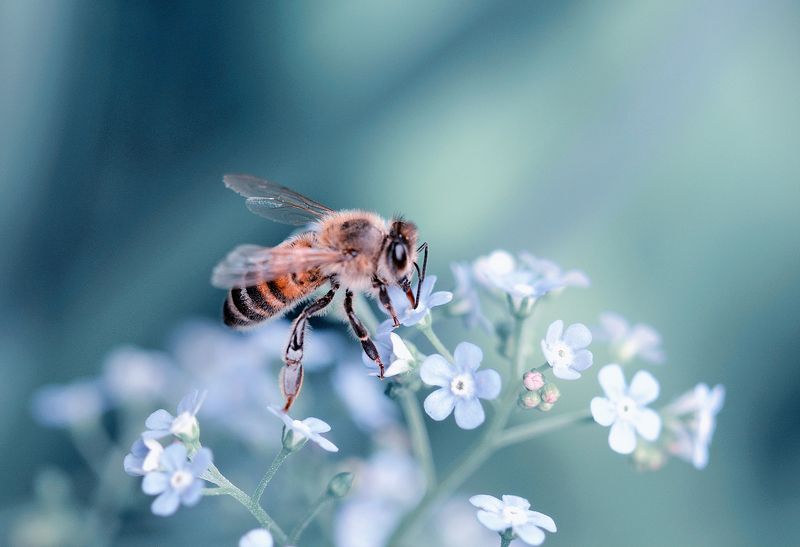 bee фото превью