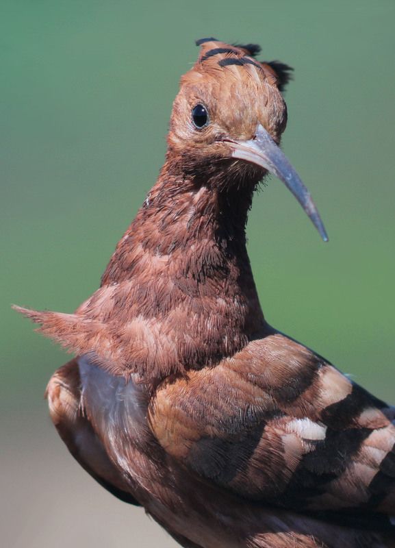 Удод. (лат. Upupa epops). фото превью