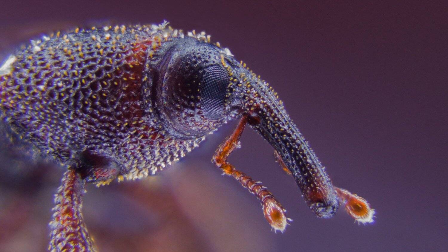 ceclii,macro,lgg4, Tsvetan Ganev