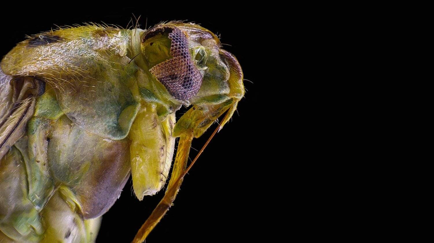 ceclii,macro,lgg4, Tsvetan Ganev
