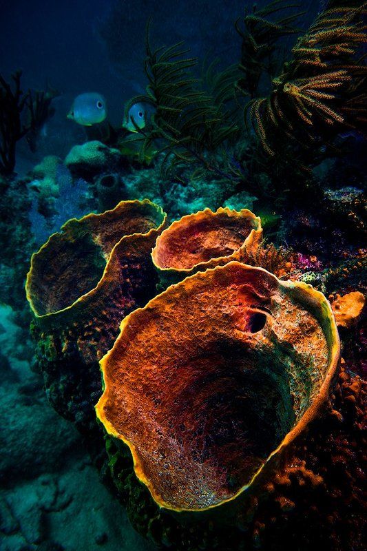 подводные вулканы фото превью