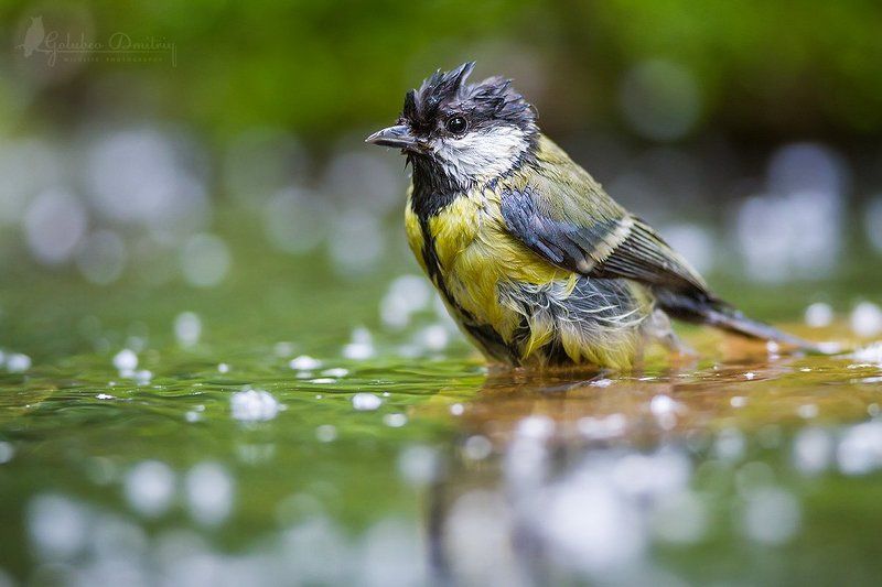 bird, great tit, tit, wuldlife, синица, птицы, водопой, дикая природа Тополиный пух фото превью