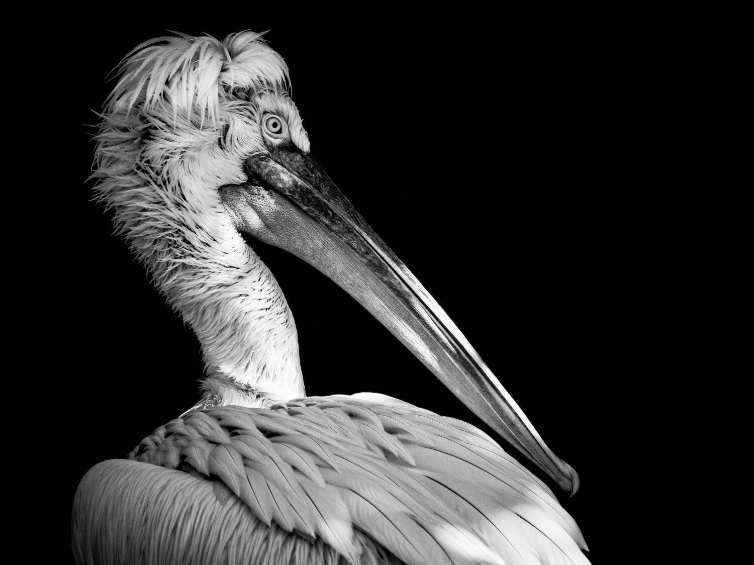 , Юрий Пужалин