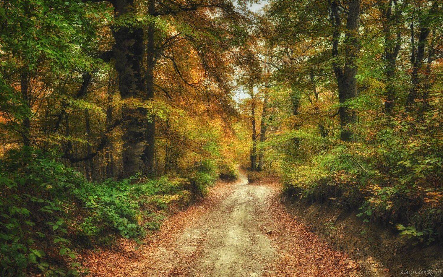 , Александр Круль