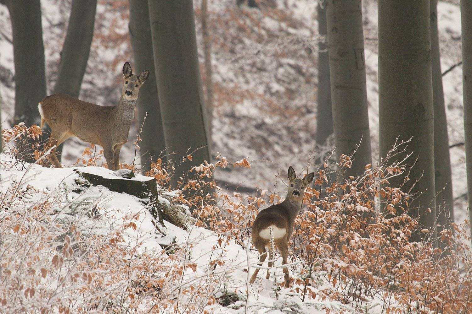 , Krzysztof Tomasiak