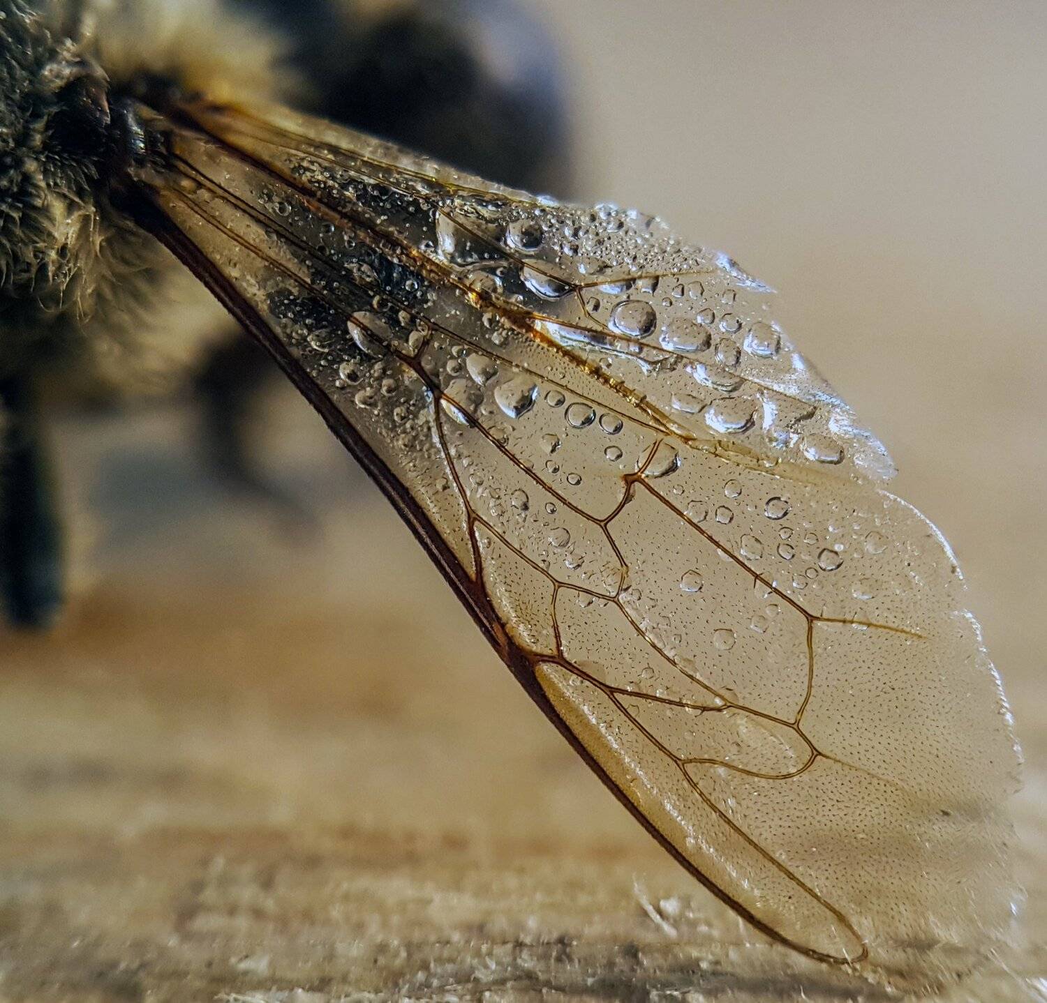 ceclii,macro,note4, Tsvetan Ganev