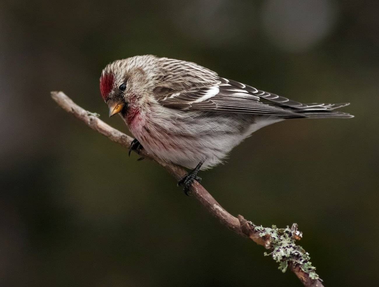 чечетка, Юрий Андреев