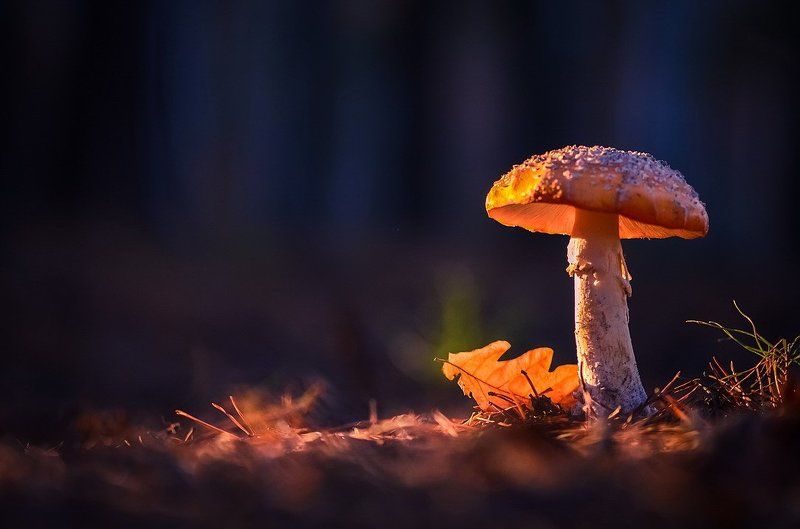 Последние искорки осени фото превью