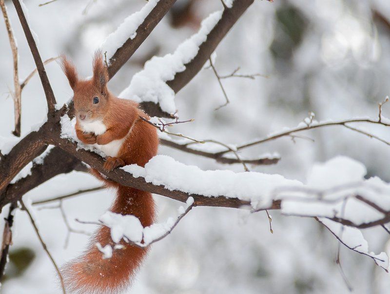 Храбрый малый фото превью