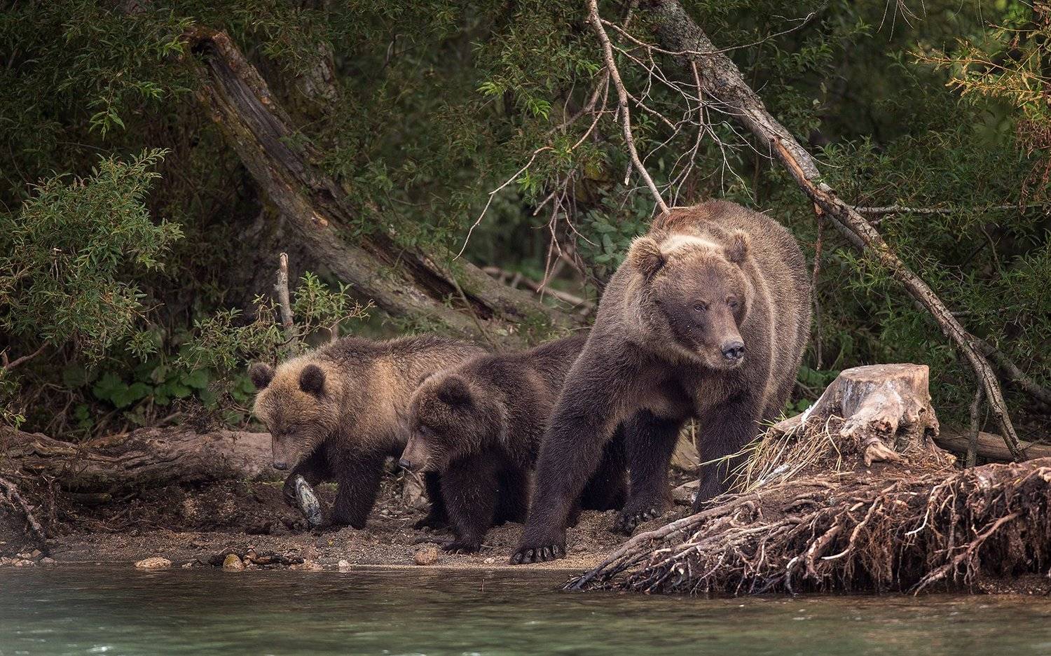 Медведь, Камчатка, Власов Егор