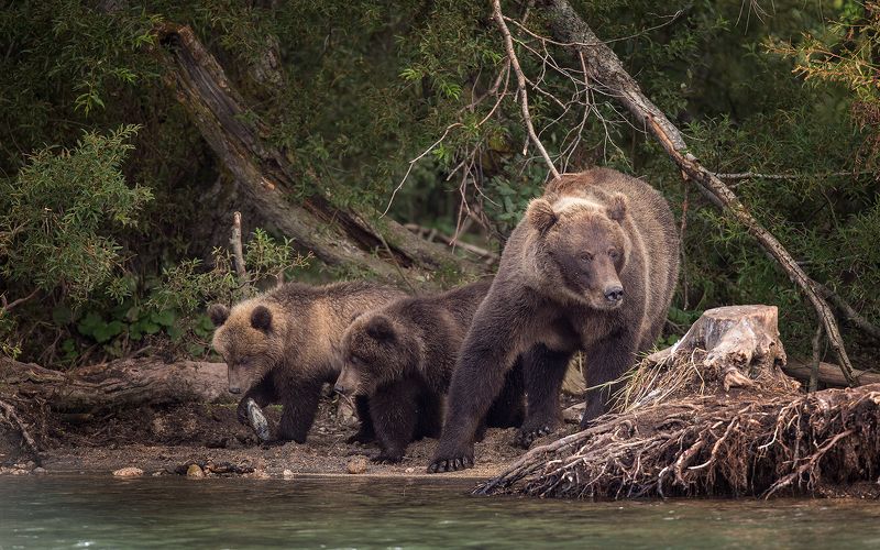 Медведь, Камчатка В гостях у сказки фото превью