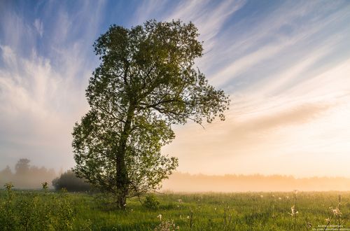 Утро в поле.