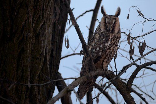 Long-eared owl