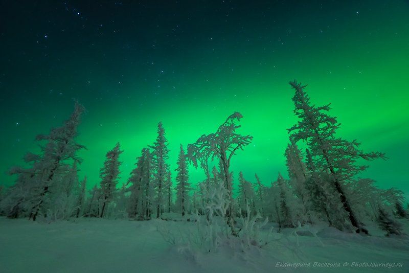 Ямальские джунгли фото превью
