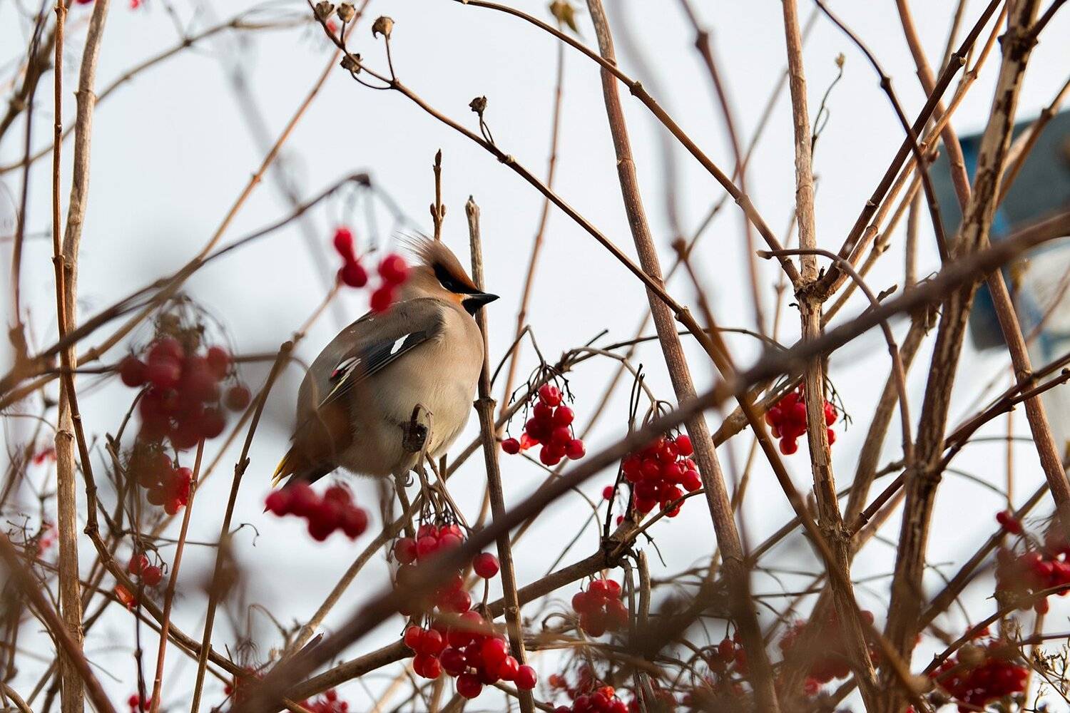 свиристель, птица, калина, свиристель на обеде, Александр
