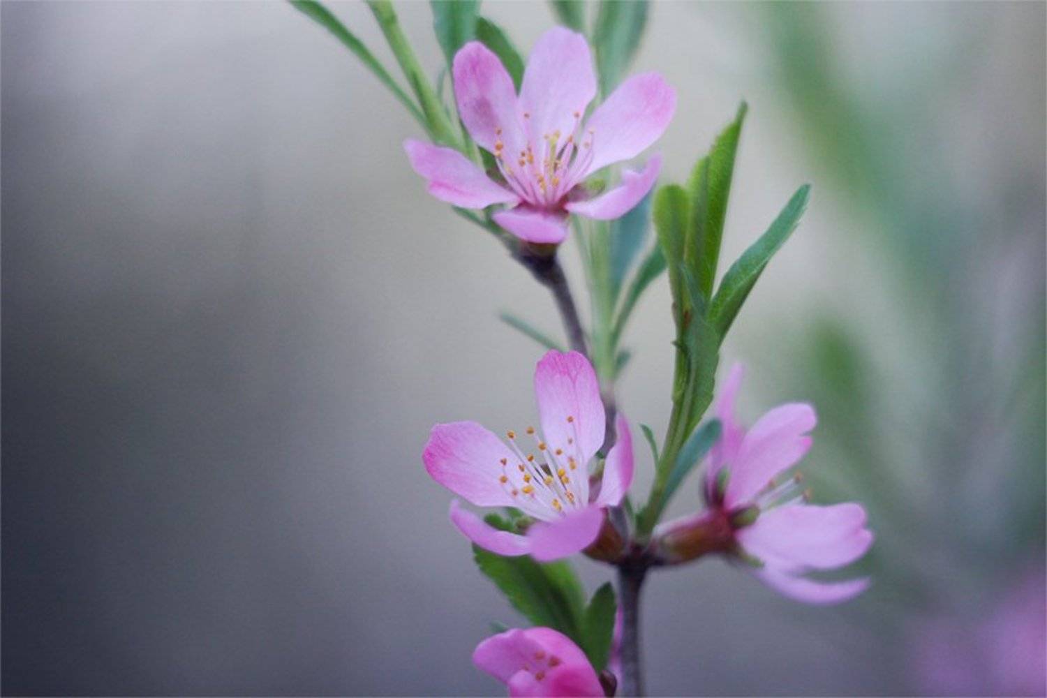 , Наталья Ова