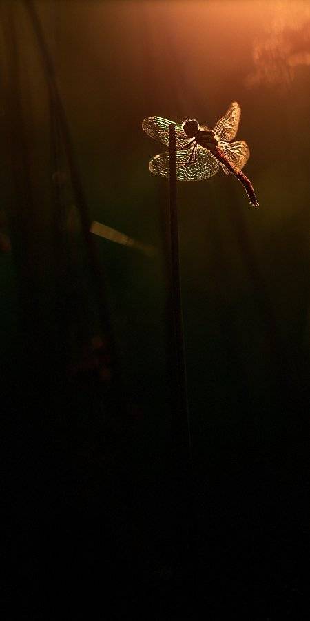 стрекоза, Валерия Зверева