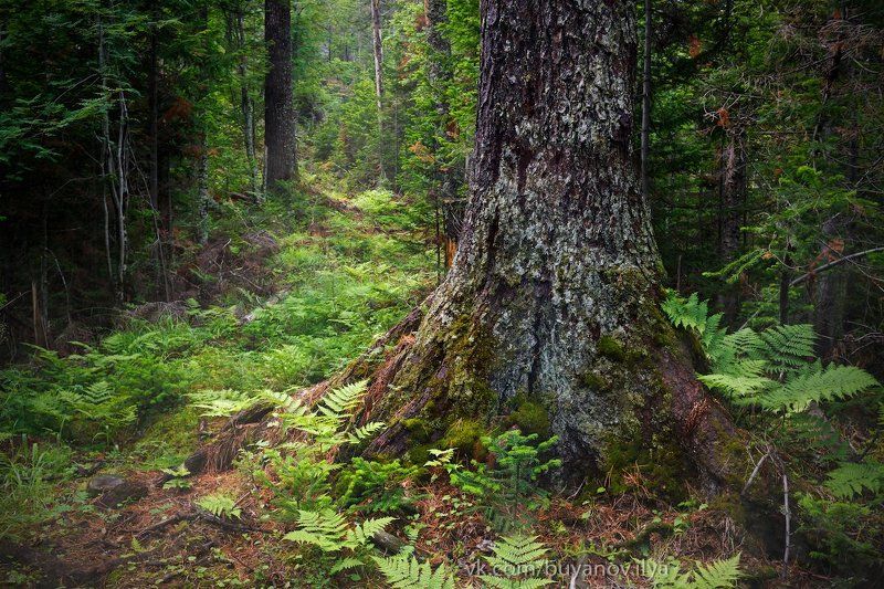 На неведомых дорожках... фото превью