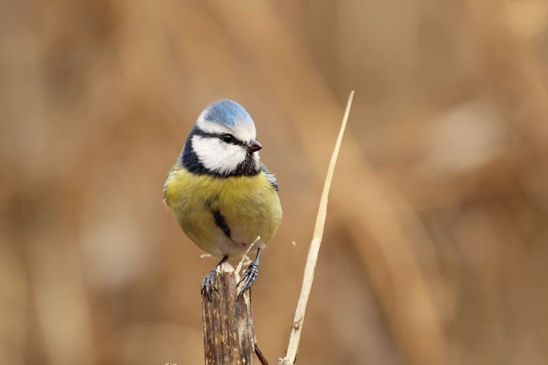 Лазоревка фото превью