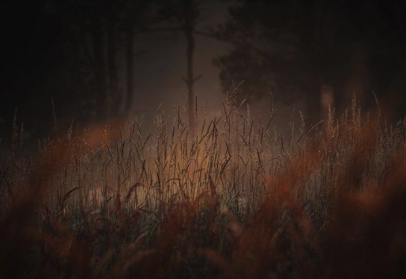 Где-то в лесу.. фото превью