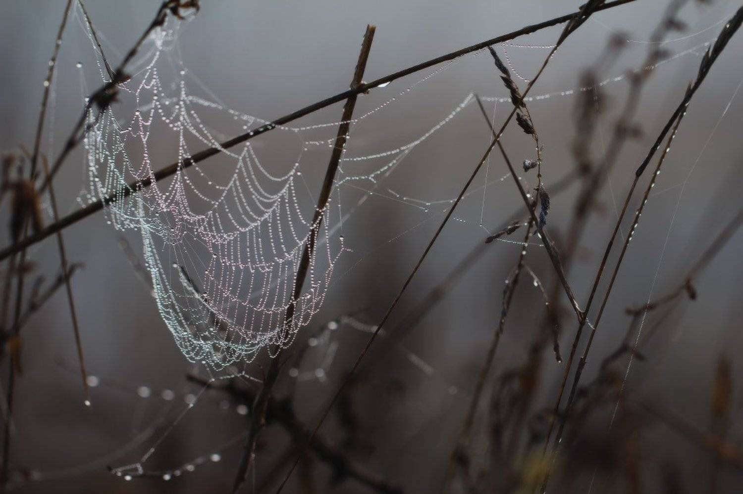 , Андрей Дитковский