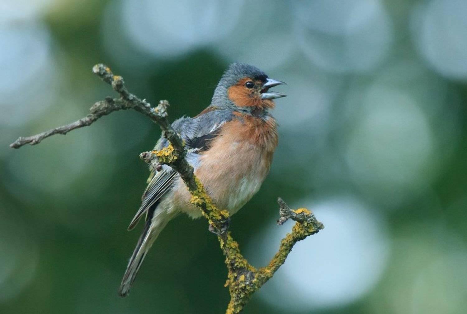 , Сергей Сидоров