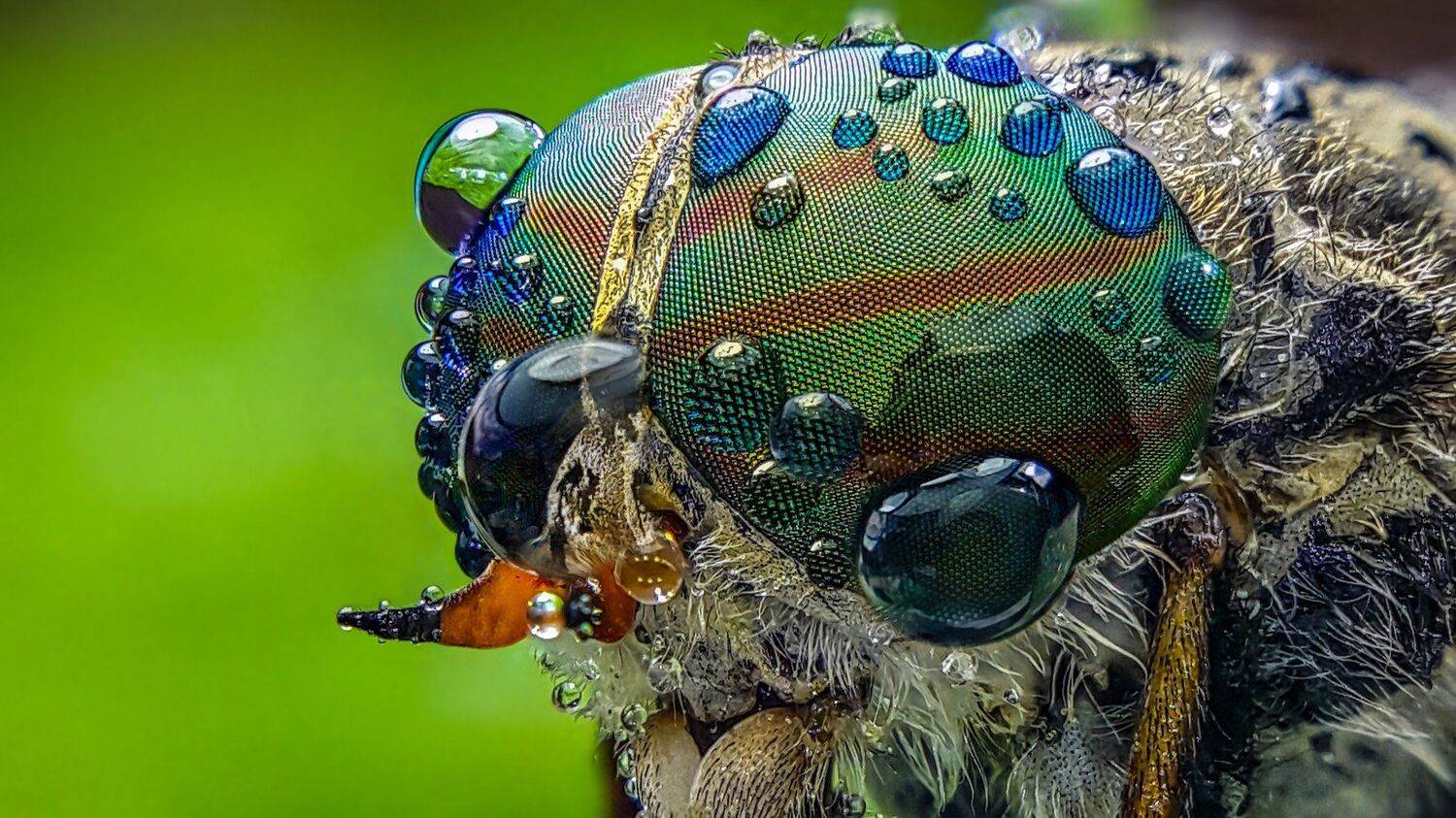 ceclii,macro,note4, Tsvetan Ganev