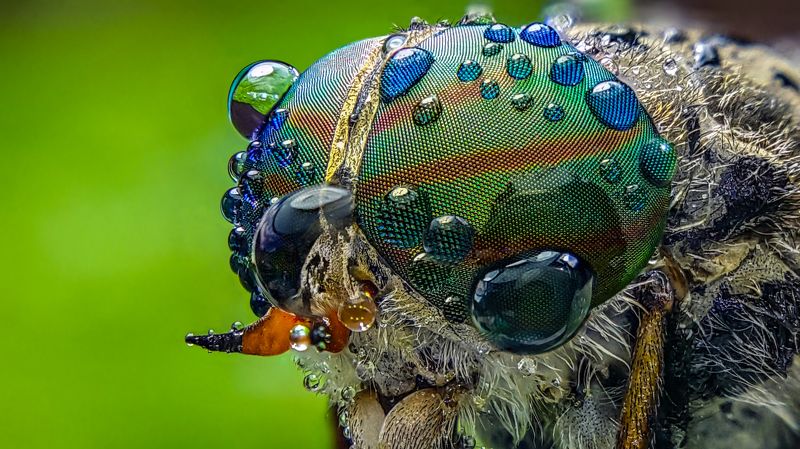 Муха фото превью