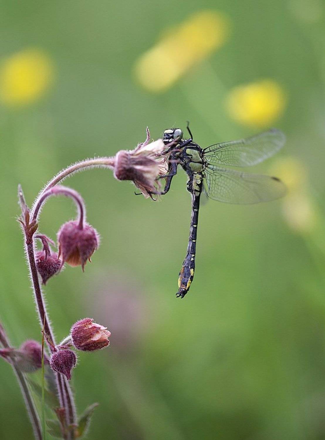, Сергей Таланов