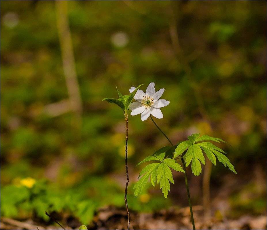 , Бурлов Андрей