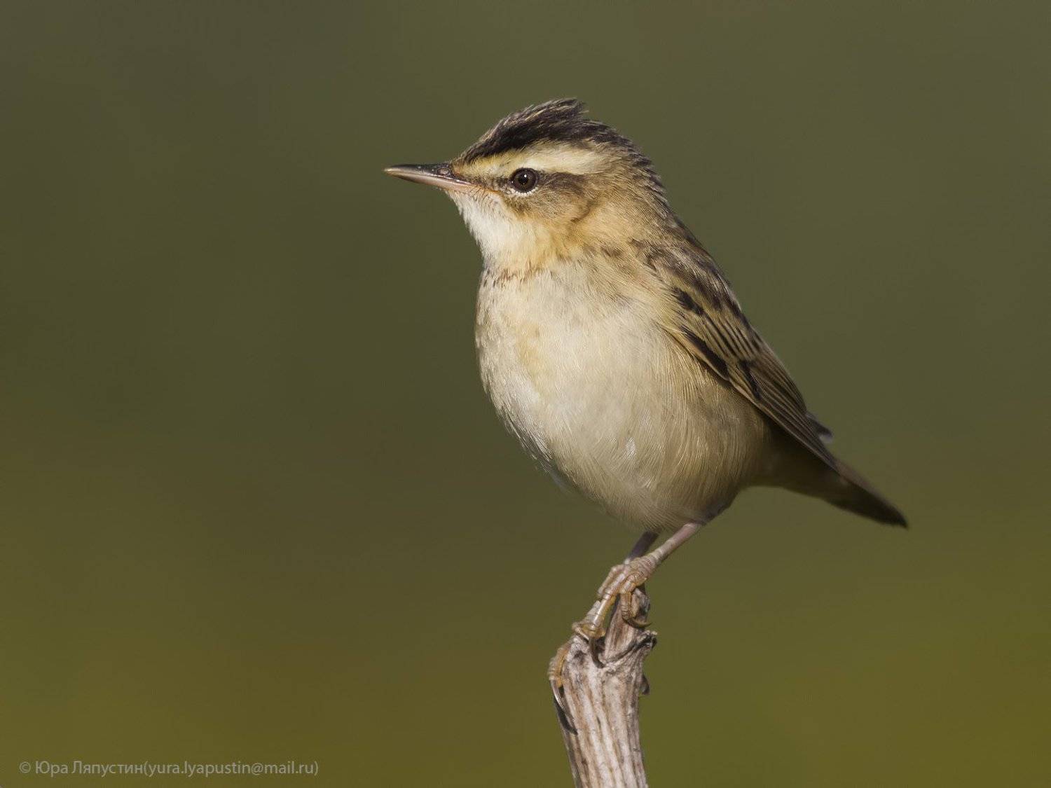 камышевка,, Ляпустин Юрий