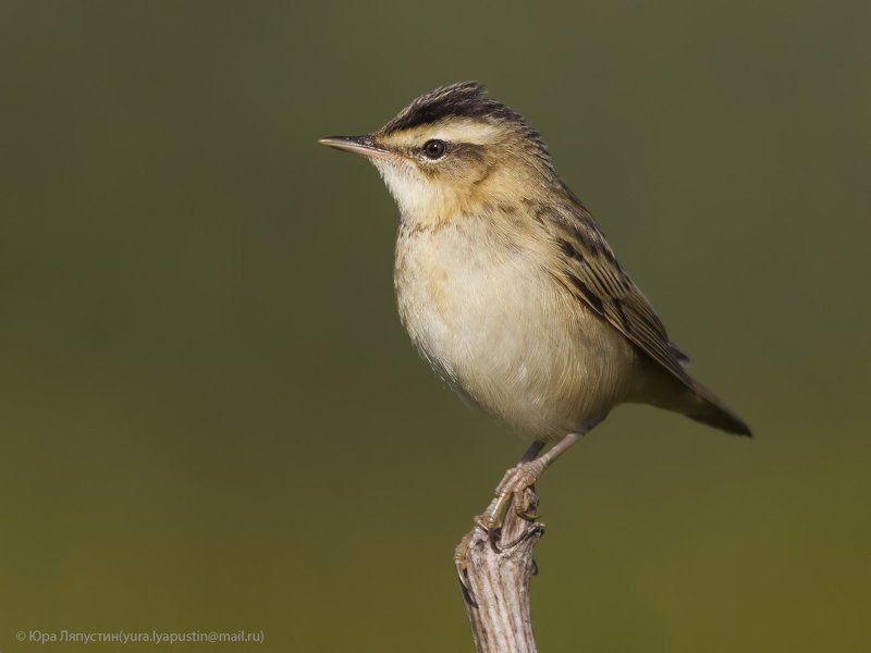 камышевка, *** фото превью